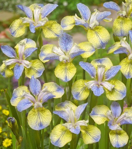 Iris Sibirica Tipped in Blue upr1_700_6008